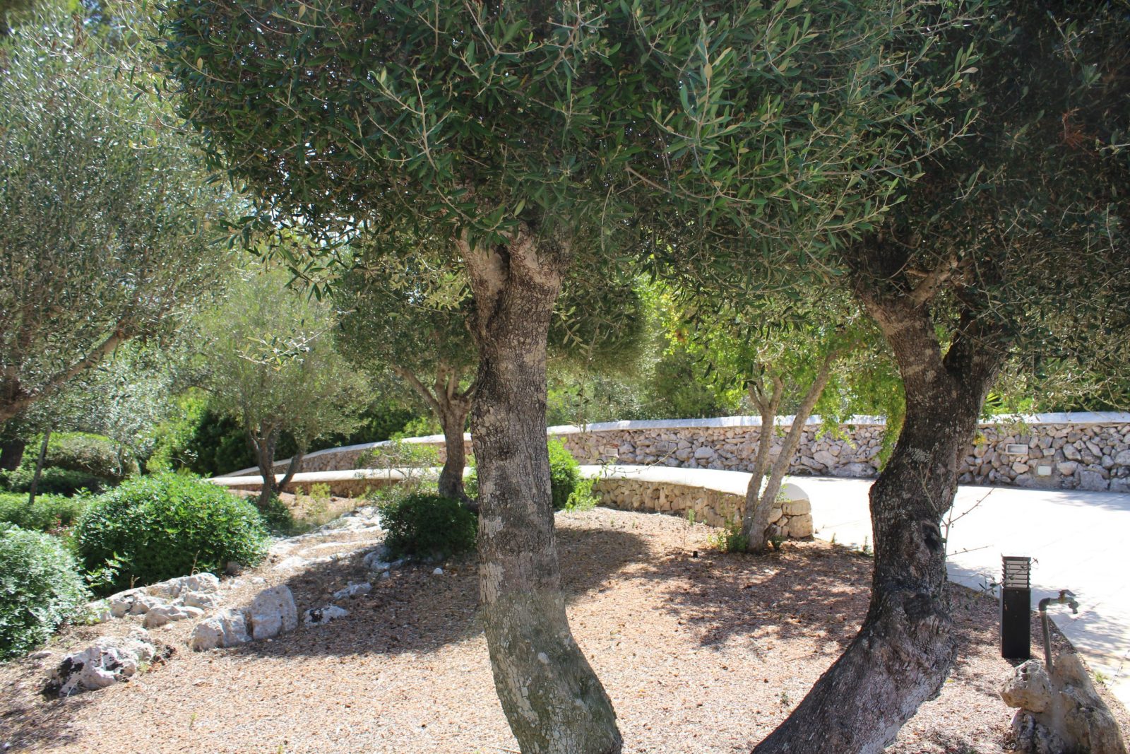 Jardín con olivos